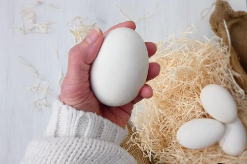 Uova di oca extra large con peso medio di 150 grammi